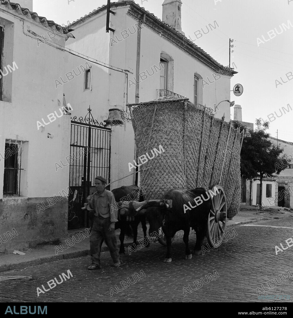 BOYERO CON CARRETA PARA PAJA - FOTOGRAFIA EN BLANCO Y NEGRO - 1959 - Album  alb6127278