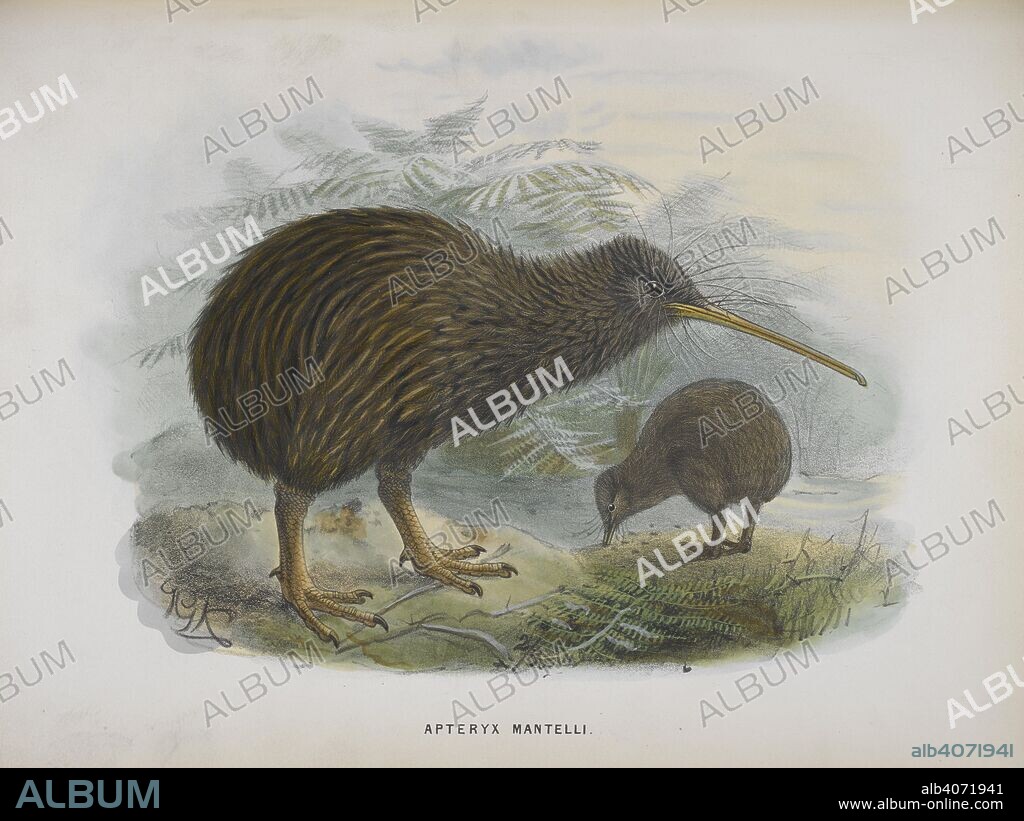 BULLER, WALTER LAWRY, SIR. Apteryx mantelli. The North Island brown kiwi. A History of the Birds of New Zealand. [With plates.]. London : John Van Voorst, 1873 [1872, 73]. Source: 7284.h.14 opposite page 358.