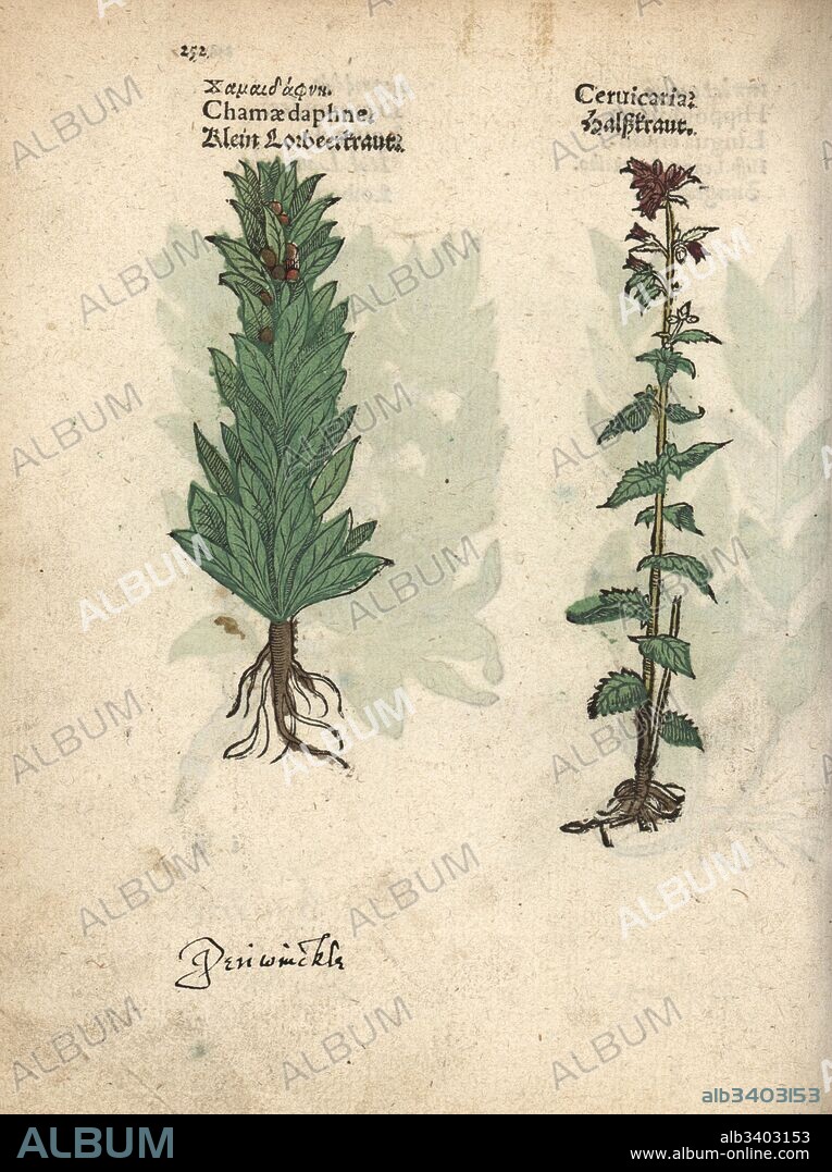 Spurge laurel, Daphne laureola, and bristly bellflower, Campanula cervicaria. Handcoloured woodblock engraving of a botanical illustration from Adam Lonicer's Krauterbuch, or Herbal, Frankfurt, 1557. This from a 17th century pirate edition or atlas of illustrations only, with captions in Latin, Greek, French, Italian, German, and in English manuscript.