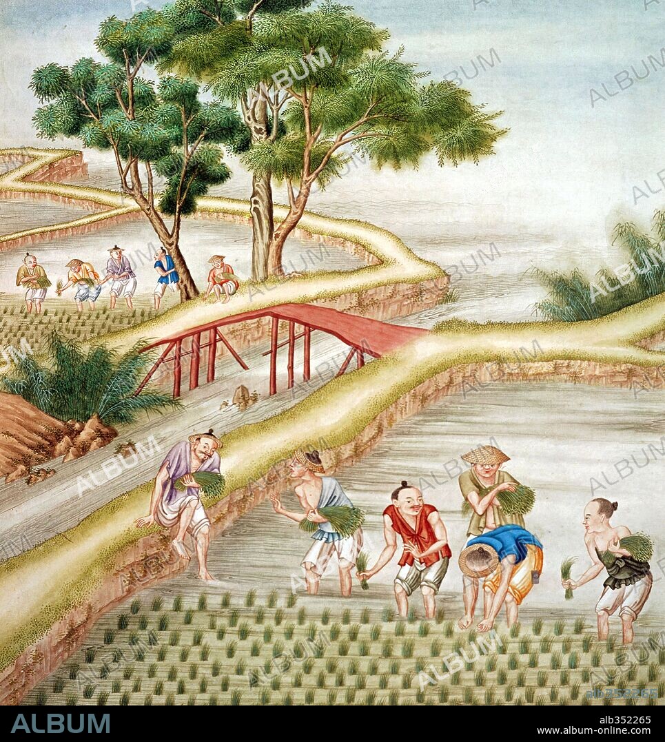 'Chinese farmers harvesting rice'.