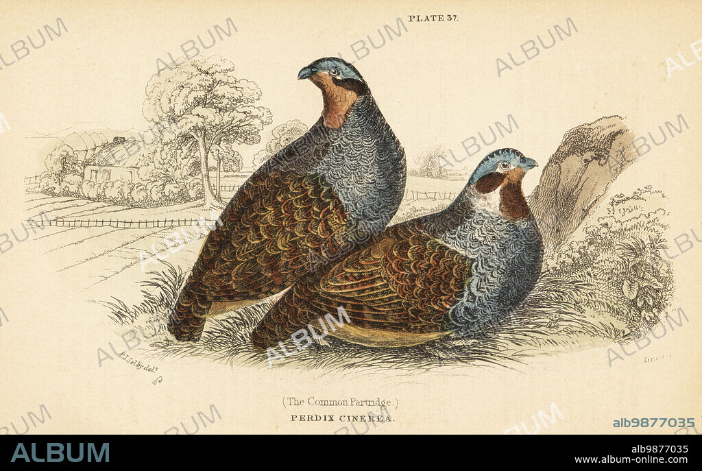 Grey partridge, Perdix perdix, pair of gamebirds in a farmyard. Handcoloured steel engraving by Lizars after an illustration by Prideaux John Selby from J.M. Bechsteins Cage and Chamber-Birds, George Bell, Covent Garden, London, 1889.