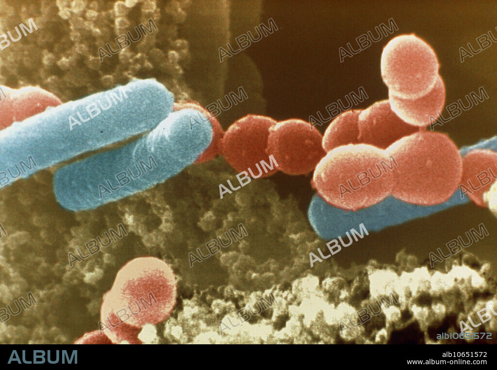 Yoghurt bacteria. Coloured scanning electron micrograph (SEM) of the bacteria Streptococcus thermophilus and Lactobacillus bulgaricus in live yoghurt. S. thermophilus (red) are spherical, Gram-positive bacteria that often form chains as seen here. This thermophile bacteria is capable of living at the high temperatures of 50-65 Celsius. L. bulgaricus (blue) are rod-shaped Gram-positive bacteria that grow in acid media and produce lactic acid from the fermentation of carbo- hydrates. Both of these bacteria are used in the manufacture of yoghurt. They are added to milk and incubated at a high temperature to produce yoghurt. Magnification: unknown.