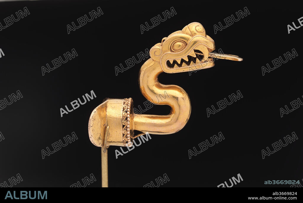 Serpent Labret with Articulated Tongue. Culture: Aztec. Dimensions: H. 2 5/8 × W.1 3/4 × D. 2 5/8 in. (6.67 × 4.45 × 6.67 cm)
Wt. 1.81 oz (51.35 g). Date: A.D. 1300-1521.
Crafted in the shape of a serpent ready to strike, this labret (lip plug) was ingeniously cast as two separate pieces, so that the movable bifurcated tongue could be retracted or allowed to swing from side to side as the wearer moved. The curled eyebrow and snout and the feathered headdress may mark this creature as Xiuhcoatl, the mighty fire serpent and animate weapon of the Sun God, Huitzilopochtli. Labrets were insignia of military and political power, and specific types were awarded based on achievement on the battlefield.

Este bezote estupendamente elaborado en forma de serpiente lista para el ataque, fue fundido en dos partes separadas: la lengua bifurcada amovible podía ser retractada, o podía moverse de lado a lado con el movimiento de la persona que lo llevaba puesto. Los bezotes eran insignias de poder militar y político. Algunos tipos específicos de bezotes eran atribuidos según los logros en el campo de batalla. Las cejas y el hocico curvos y el tocado de plumas permiten identificar a este ser, aunque no de manera certera, como Xiuhcoatl, la poderosa serpiente de fuego, y animar al dios del sol, Huitzilopochtli.

Superbly crafted in the shape of a serpent ready to strike, this labret--a type of plug inserted through a piercing below the lower lip--is a rare survival of what was once a thriving tradition of gold-working in the Aztec Empire. Gold, in Aztec belief, was <i>teocuitlatl</i>, a godly excrement, closely associated with the sun's power, and ornaments made of it were worn by Aztec rulers and nobles. Historical sources describe a variety of objects made of gold, including a serpent labret sent by Hernán Cortés as a gift to the Holy Roman Emperor, Charles V, yet nearly all of these objects were melted down at the time of the Conquest and shortly thereafter, converted to gold ingots for ease of transport and trade. 
The serpent's head features a powerful jaw with serrated teeth and two prominent fangs. Scales are represented in delicate relief on the underside of the lower jaw. A prominent snout with rounded nostrils rises above the maw of the serpent, and the eyes are surmounted by a pronounced supraorbital plate terminating in curls. On the crown of the head, a ring of ten small spheres and three loops rendered using the technique of false filigree represents a feather headdress with beads. The bifurcated tongue, ingeniously cast as a moveable piece, could be retracted, or swung from side to side, perhaps moving with the wearer's movements. The sinuous form of the serpent's body attaches to a cylinder or basal plug ringed with a band of tiny spheres and a band of wavelike spirals. The plain, extended flange would have held the labret in place within the wearer's mouth. 
Labrets, called <i>tentetl</i> in Nahuatl, the language of the Aztecs, were manifestations of political power. The Codex Ixtlilxochitl, an early colonial-period manuscript now in the Bibliothèque Nationale de France, Paris, includes a portrait of the ruler Nezahualcoyotl in full warrior attire, complete with a gold raptor labret (fol. 106r). Nezahualcoyotl was the lord of Texcoco, one of the three cities that formed the Triple Alliance, the union at the core of the Aztec Empire formed by the Mexica of Tenochtitlan, the Alcolhua of Texcoco, and the Tepaneca of Tlacopan. The Aztec title for the royal office was <i>huey tlahtoani</i>, or "great speaker," and the adornment of the mouth was highly symbolic. According to Patrick Hajovsky, a scholar of Aztec art, labrets were the visual markers of the eloquent, truthful speech expected of royalty and the nobility. Crafted from a sacred material, a labret such as this would have underscored the ruler's divinely sanctioned authority, and asserted his position as the individual who could speak for an empire. Not surprisingly, therefore, the insertion of a labret was part of a ruler's accession ceremony. 
Labrets were also closely associated with military prowess. Specific types of labrets were awarded to warriors based on certain achievements. Gold ornaments, however, appear to have been restricted to royalty and the highest ranks of the nobility, although on occasion gold ornaments could be given by the king as gifts to provincial rulers. Because of its imperviousness to decay, gold would have been an appropriate material to suggest the enduring power of rulers. Such labrets would not have been worn on a daily basis, but rather as part of ceremonial or battle attire donned on specific occasions. Worn on ritual occasions and on the battlefield, this labret, like its wearer, a serpent ready to strike its prey, would have been a terrifying sight.
Serpents have been a favored subject in Mesoamerican art from at least the second millennium B.C. As creatures that could move between different realms, such as earth, water, and sky, they were considered particularly appropriate symbols for rulers and mythological heroes such as Quetzalcoatl, the legendary "feathered serpent." The combination of the curled eyebrow and snout, along with the feathered headdress, may mark this creature as Xiuhcoatl, a mighty fire serpent conceived of as an animate weapon of the Aztec sun god, Huitzilopochtli. Stylistically, this labret has much in common with works in other media, from monumental stone sculptures to a turquoise mosaic double-headed serpent pectoral now in the British Museum (AOA AM 94-634). 
Although gold working developed relatively late in Mesoamerica (after AD 600), metalsmiths developed innovative approaches in different regions and produced works of great artistry and technical sophistication. Oaxaca, one of the major sources for gold, was also long considered one of the primary centers for the production of gold objects. Recent research by Leonardo López Luján and José Luis Ruvalcaba Sil, however, has revealed an important gold working tradition in the Basin of Mexico. Small cast gold bells and ornaments of hammered sheet metal have been excavated at Mexico City's Templo Mayor, or Great Temple, the sacred center at the heart of the Aztec Empire. The finds there include a bifurcated tongue fashioned from sheet gold, and cast-gold bells that once adorned a wolf and an eagle, animals that were sacrificed and placed in one of the Templo Mayor's dedicatory caches. 
Outside of the Templo Mayor finds, the majority of the Aztec works in gold that have survived--including this labret--are ornaments for the royal or noble body. Most Aztec labrets are plain obsidian or greenstone plugs (see, for example, MMA 1979.206.1090-1092), although exceptional examples were made in the form of raptors such as eagles (MMA 1978.412.218; Saint Louis Art Museum 275:1978; Museo Civico di Arte Antica, Turin; see also one in jadeite, MMA 02.18.308). Another serpent labret, possibly from Ejutla, Oaxaca, is now in the National Museum of the American Indian in Washington, D.C. (18/756). 
This serpent labret, perhaps the finest Aztec gold ornament to survive the crucibles of the sixteenth century, is an exceedingly rare testament to the brilliance of ancient Mexican metalsmiths. Monumental sculpture in stone, ceramic vessels, and other more durable forms of cultural production shed light on key aspects of Aztec ritual and daily life. But gold, in its infinite ability to be transformed, melted and re-worked, could always be remade to suit current needs, and thus rarely survives from antiquity. Though small, this masterpiece opens a window into Aztec culture at the very highest level, a world almost entirely obliterated when Hernán Cortés arrived on the shores of Mexico in 1519. 
Joanne Pillsbury, 2016
Andrall E. Pearson Curator
Arts of the Ancient Americas.