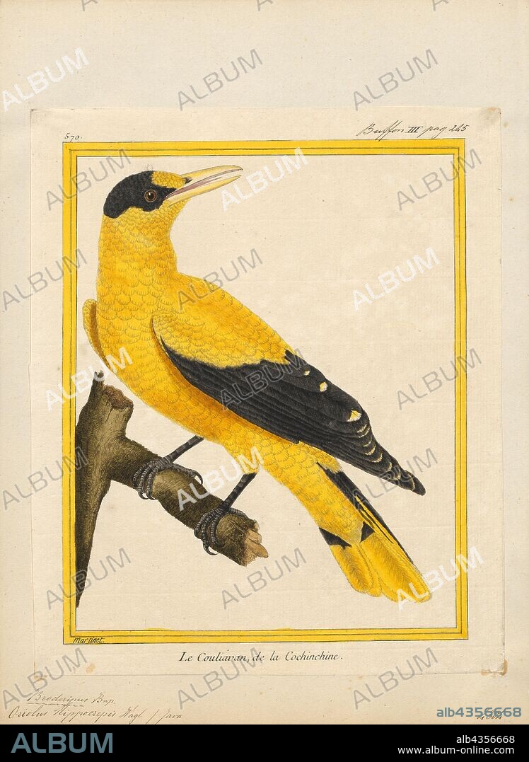 Oriolus hippocrepis, Print, Orioles are colourful Old World passerine birds in the genus Oriolus, the namesake of the corvoidean family Oriolidae. They are not related to the New World orioles, which are icterids (family Icteridae) that belong to the superfamily Passeroidea.