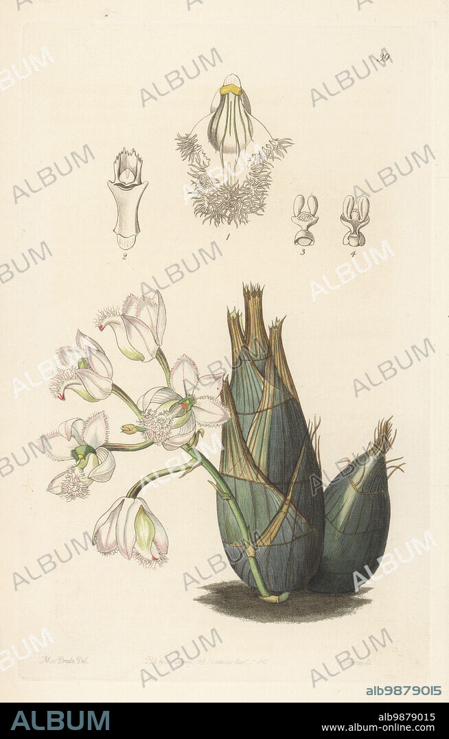 Pink-flowered clowesia orchid, Clowesia rosea. Native to Mexico, central and south America. Imported from Brazil and raised by Reverend John Clowes at Broughton Hall. Handcoloured copperplate engraving by George Barclay after a botanical illustration by Sarah Drake from Edwards Botanical Register, continued by John Lindley, published by James Ridgway, London, 1843.