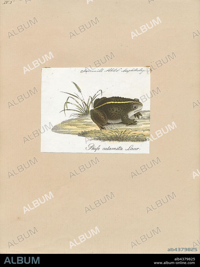 Bufo calamita, Print, The natterjack toad (Epidalea calamita) is a toad  native to sandy and heathland areas of Europe. Adults are 60–70 mm in  length and are distinguished - Album alb4379825