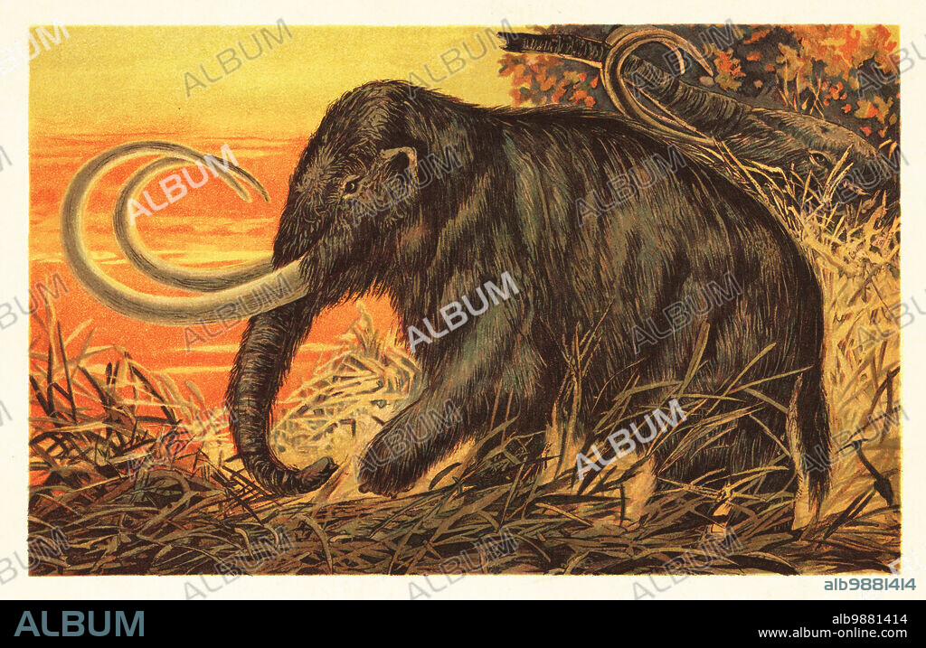 Woolly mammoth or tundra mammoth, Mammuthus primigenius, Pleistocene until extinction in the Holocene. Das Mammut, Elephas primigenius, Blumb. Colour printed illustration by F. John from Wilhelm Bolsches Tiere der Urwelt (Animals of the Prehistoric World), Reichardt Cocoa company, Hamburg, 1908.