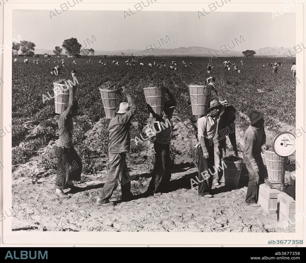 Pea Pickers Line Up on Edge of Field at Weigh Scale, near Calipatria, Imperial Valley, California, February. Artist: Dorothea Lange (American, 1895-1965). Printer: Library of Congress. Date: 1939, printed ca. 1972.