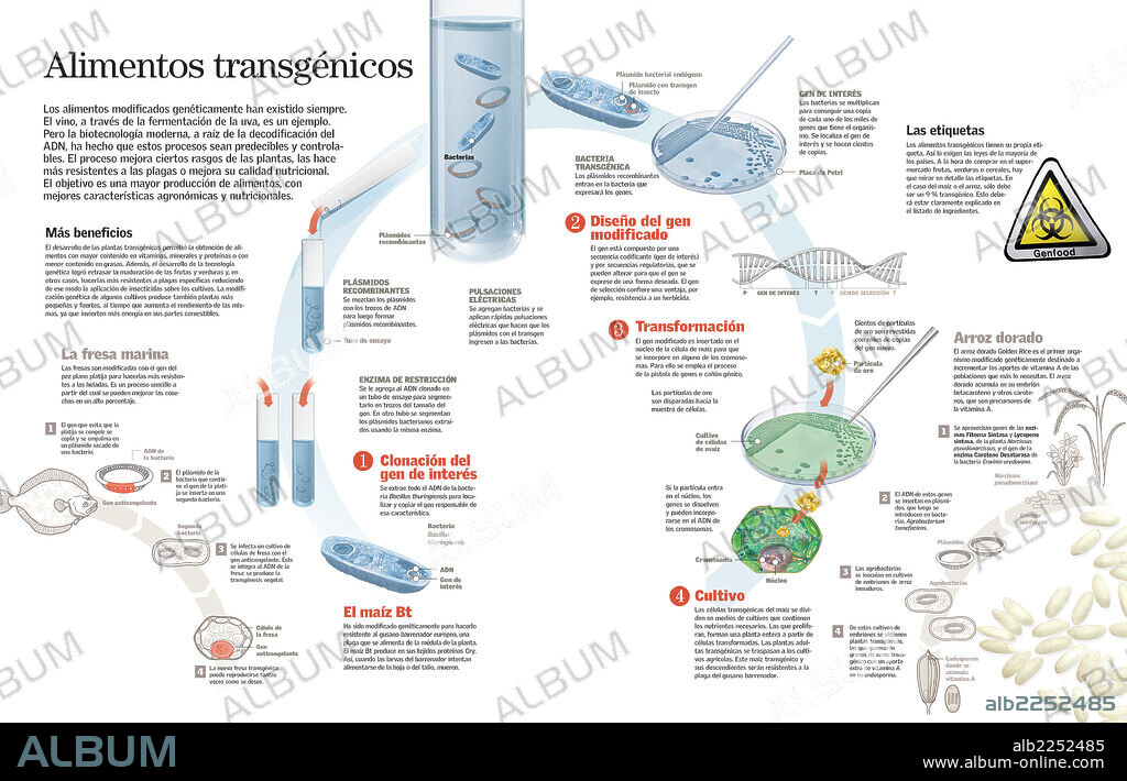 transgenic foods. Infographic of the process of genetic modification of foods.