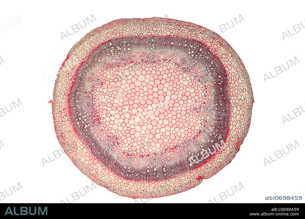 Transverse section of a Datura Stem (Datura stramonium). Light micrograph of a section through the stem. The magnification is 32 times when printed 10 inches wide. Datura is also known by the common names Jimson Weed, Gypsum Weed, Stink Weed, Loco Weed, Jamestown Weed, Thorn Apple, Angel's Trumpet, Devil's Trumpet, and Devil's Snare. It is a common weed in the nightshade family. It contains tropane alkaloids that are sometimes used as a hallucinogen.