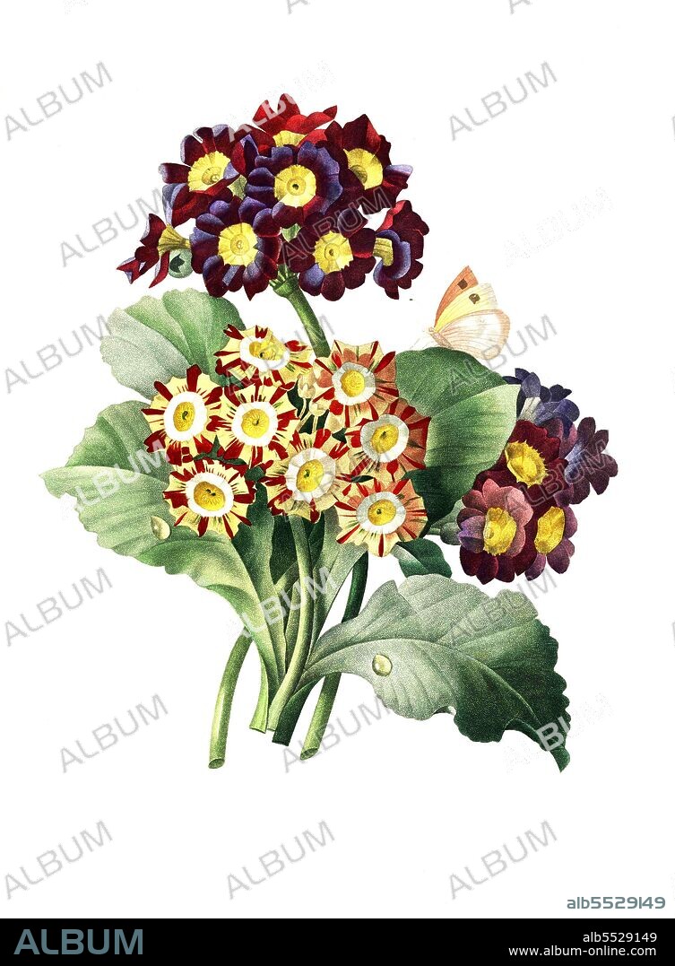 Aurikel oder Alpenaurikel, Primula auricula, Variation .