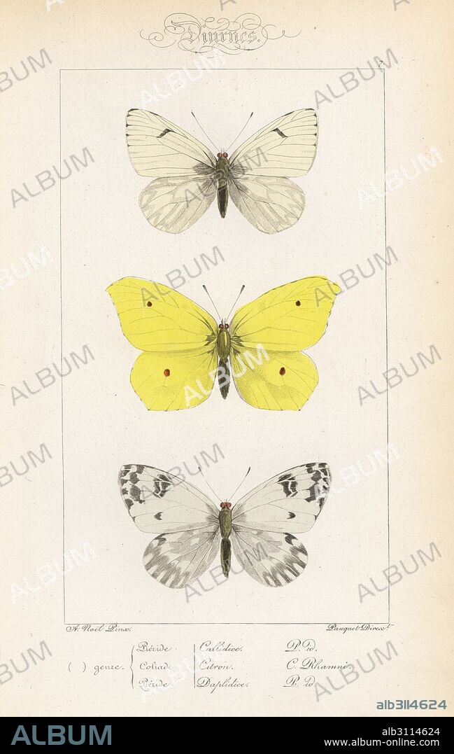 Lofty bath white, Pontia callidice, brimstone, Gonepteryx rhamni, and bath white, Pontia daplidice. Handcoloured steel engraving by the Pauquet brothers after an illustration by Alexis Nicolas Noel from Hippolyte Lucas' Natural History of European Butterflies, Histoire Naturelle des Lepidopteres d'Europe, 1864.