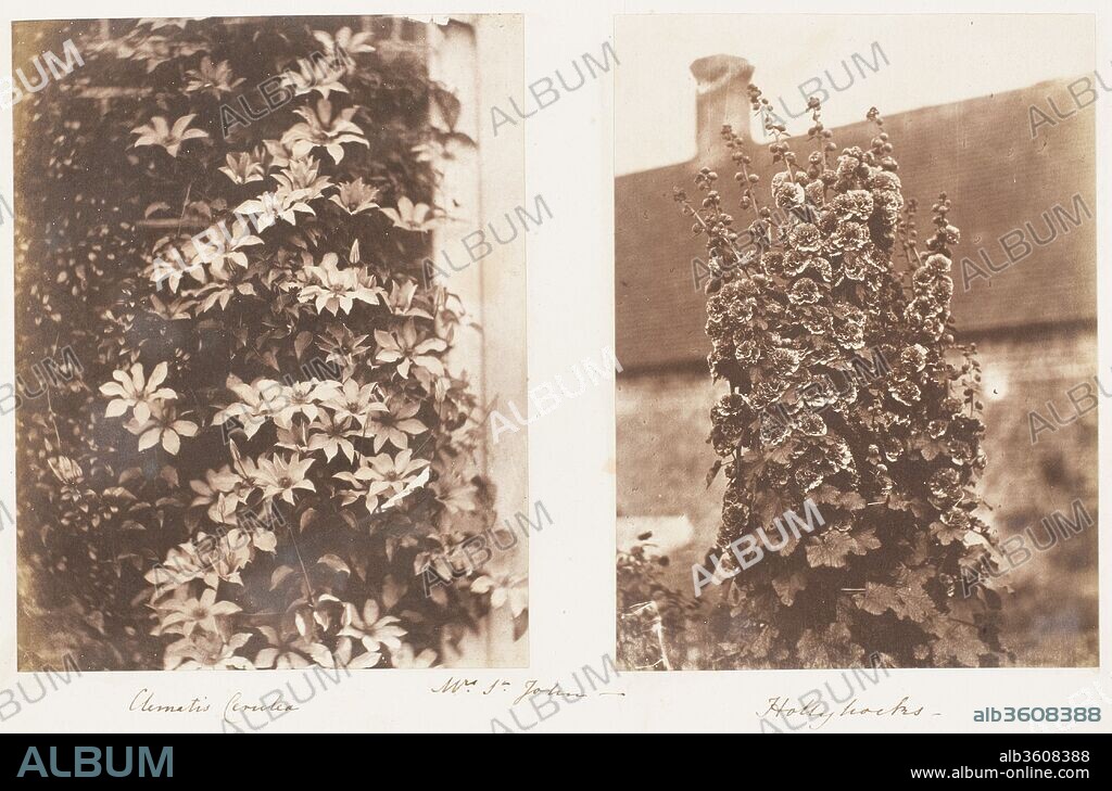 Clematis Cerulea; Hollyhocks. Artist: Jane Martha St. John (British, 1803-1882). Dimensions: Image: 145 × 11.4 cm (57 1/16 × 4 1/2 in.) (a)
Image: 14.5 × 10.7 cm (5 11/16 × 4 3/16 in.) (b). Date: 1853-56.