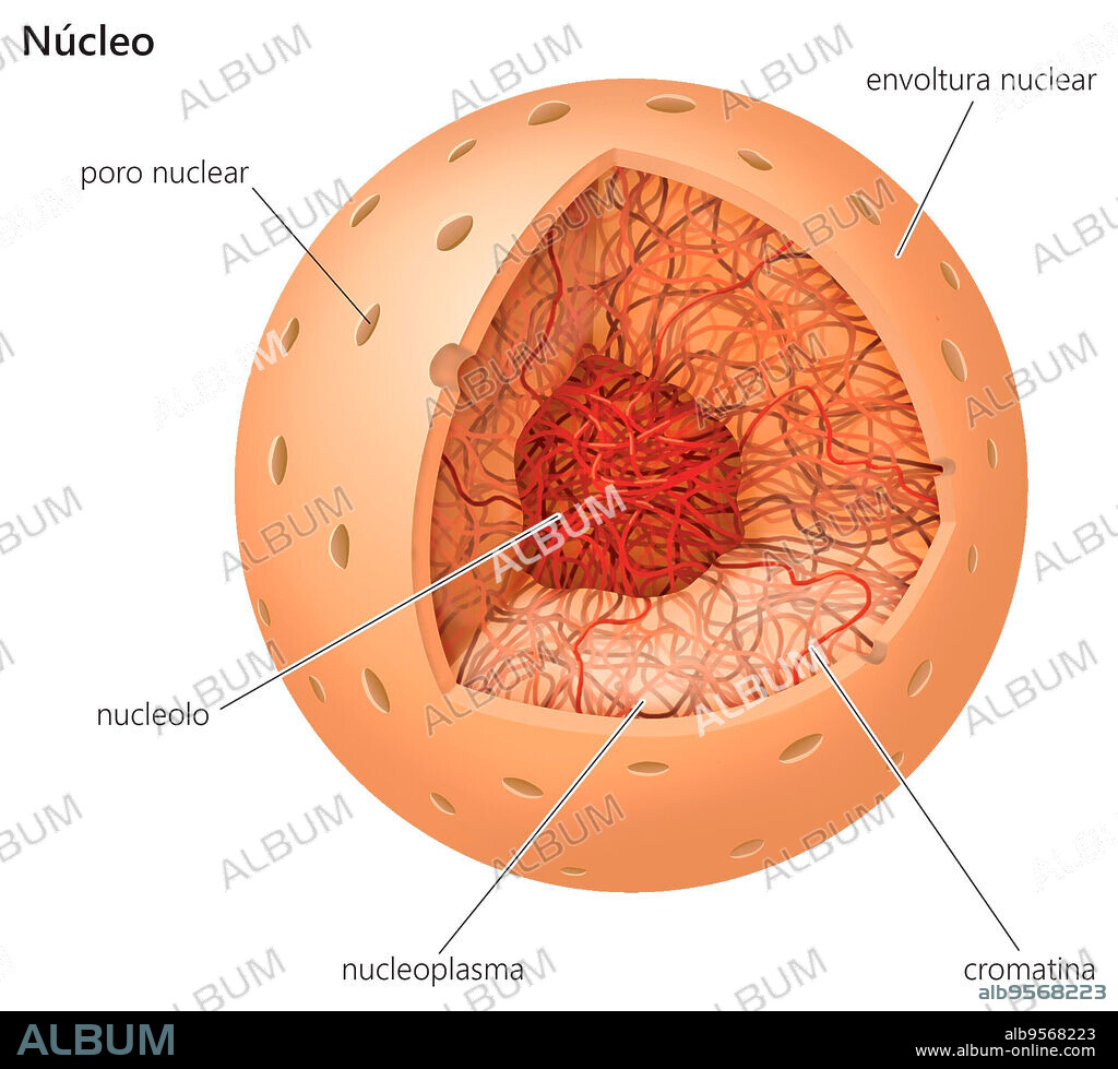 cutaway-drawing-of-a-nucleus-album-alb9568223