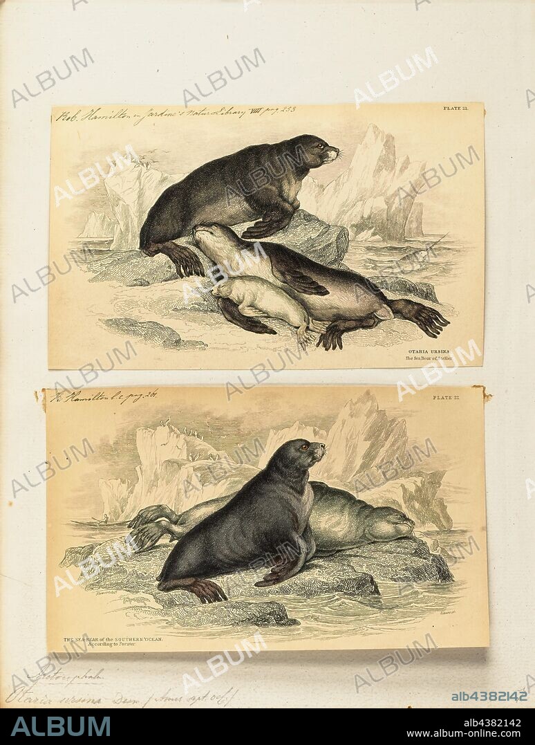 Otaria ursina, Print, South American sea lion, The South American sea lion (Otaria flavescens, formerly Otaria byronia), also called the Southern Sea Lion and the Patagonian sea lion, is a sea lion found on the Ecuadorian, Peruvian, Chilean, Falkland Islands, Argentinean, Uruguayan, and Southern Brazilian coasts. It is the only member of the genus Otaria. Its scientific name was subject to controversy, with some taxonomists referring to it as Otaria flavescens and others referring to it as Otaria byronia. The former eventually won out, although that may still be overturned. Locally, it is known by several names, most commonly lobo marino (es)/lobo marinho (pt) (sea wolf) and león marino (es)/leão marinho (pt) (sea lion) and the hair seal., 1700-1880.