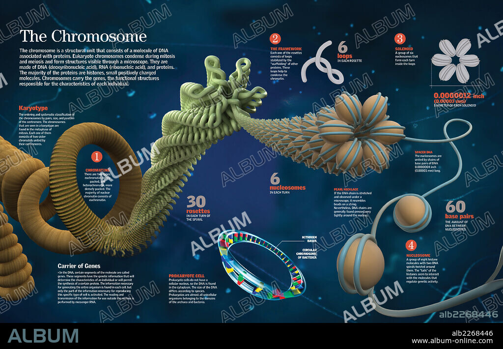 The chromosome. Infographic of the structure and function of chromosomes.