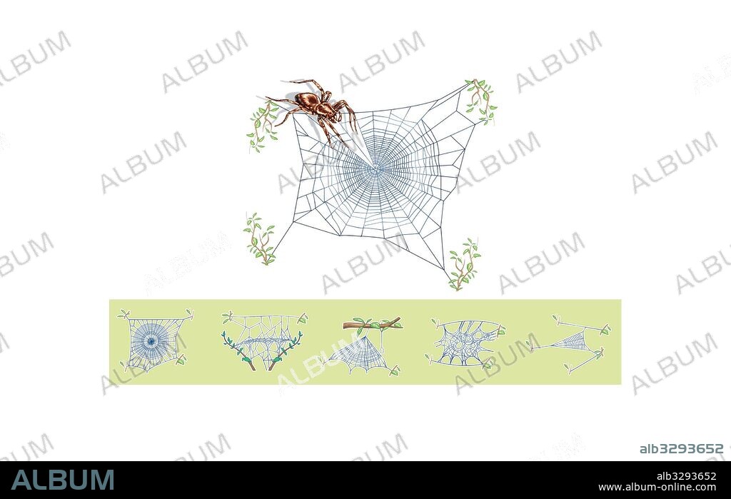 Types of spider webs.