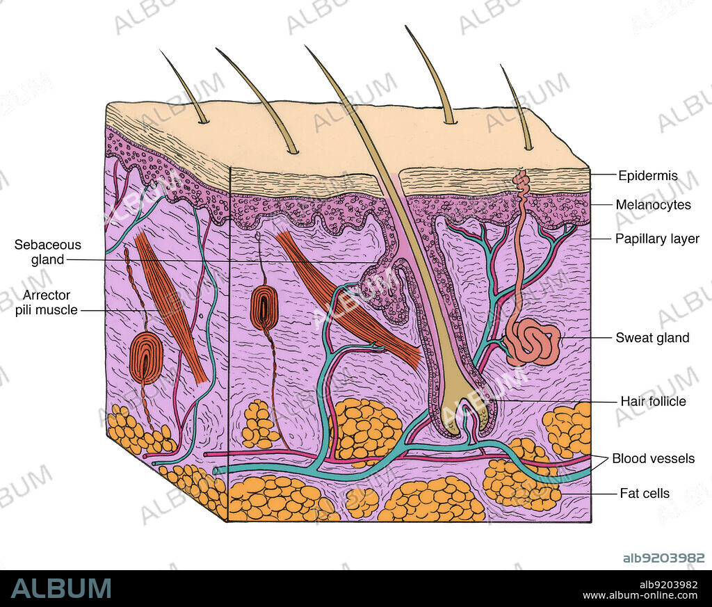 Anatomical illustration of a section through human skin, showing the epidermis, melanocytes, papillary layer, sweat gland, hair follicle, blood vessels, fat cells, sebaceous gland and arrector pili muscle.