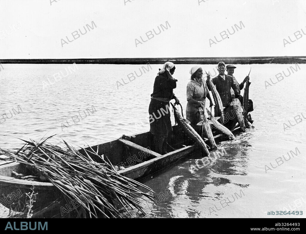 Azov Sea. Live sturgeon being tied to the side of the fisherman's boat