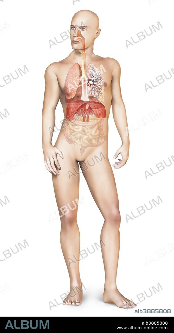 Woman body midsection with interior organs superimposed