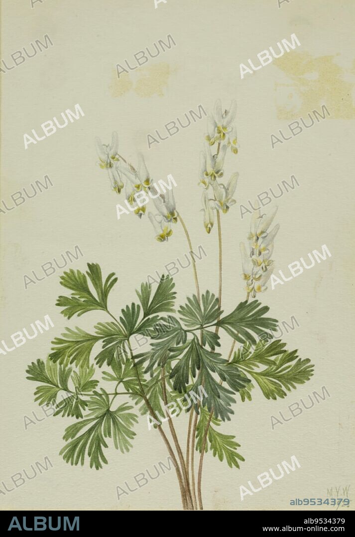 MARY VAUX WALCOTT. Dutchman's Breetches (Bikukulla cucullaria). Watercolor on paper. Date: 1925.