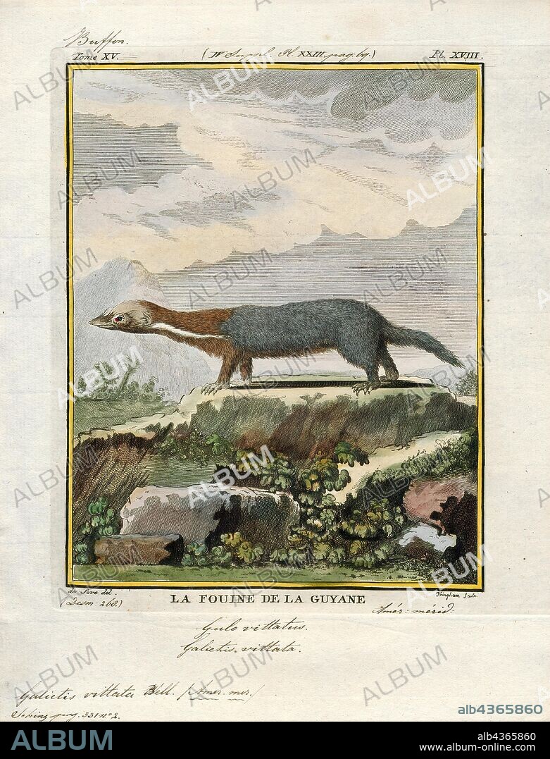 Galictis vittata, Print, The greater grison (Galictis vittata), is a species of mustelid native to Southern Mexico, Central America, and South America., 1700-1880.