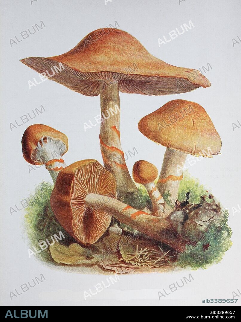 Cortinarius armillatus, commonly known as the red-banded cortinarius is a late summer and autumn (as late as in October) fungus usually found in moist coniferous forests, digital reproduction of an ilustration of Emil Doerstling (1859-1940).