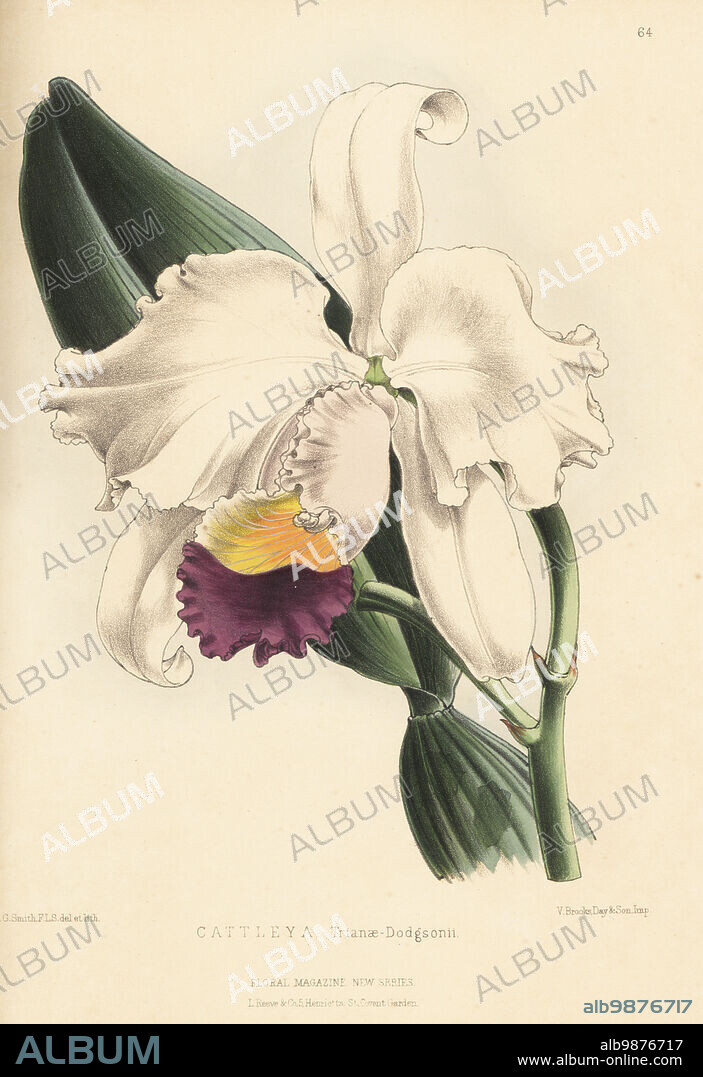 Flor de Mayo or Christmas orchid, Cattleya trianae. Native of New Grenada. As Cattleya Trianae-Dodgsonii, from the collection of R.B. Dodgson of Blackburn. Handcolored botanical illustration drawn and lithographed by Worthington George Smith from Henry Honywood Dombrain's Floral Magazine, New Series, Volume 2, L. Reeve, London, 1873. Lithograph printed by Vincent Brooks, Day & Son.
