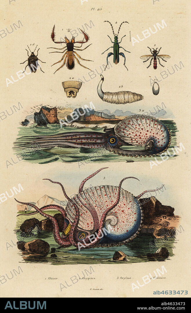Pseudoscorpion, Chthonius orthodactylus 1, Octyptera bicolor 2, tuberculate pelagic octopus, Ocythoe tuberculata 3, and false oil beetle, Oedemera nobilis 4. Obisie, Ocyptere, Ocythoe, Oedemere. Handcoloured steel engraving by du Casse after an illustration by Adolph Fries from Felix-Edouard Guerin-Meneville's Dictionnaire Pittoresque d'Histoire Naturelle (Picturesque Dictionary of Natural History), Paris, 1834-39.