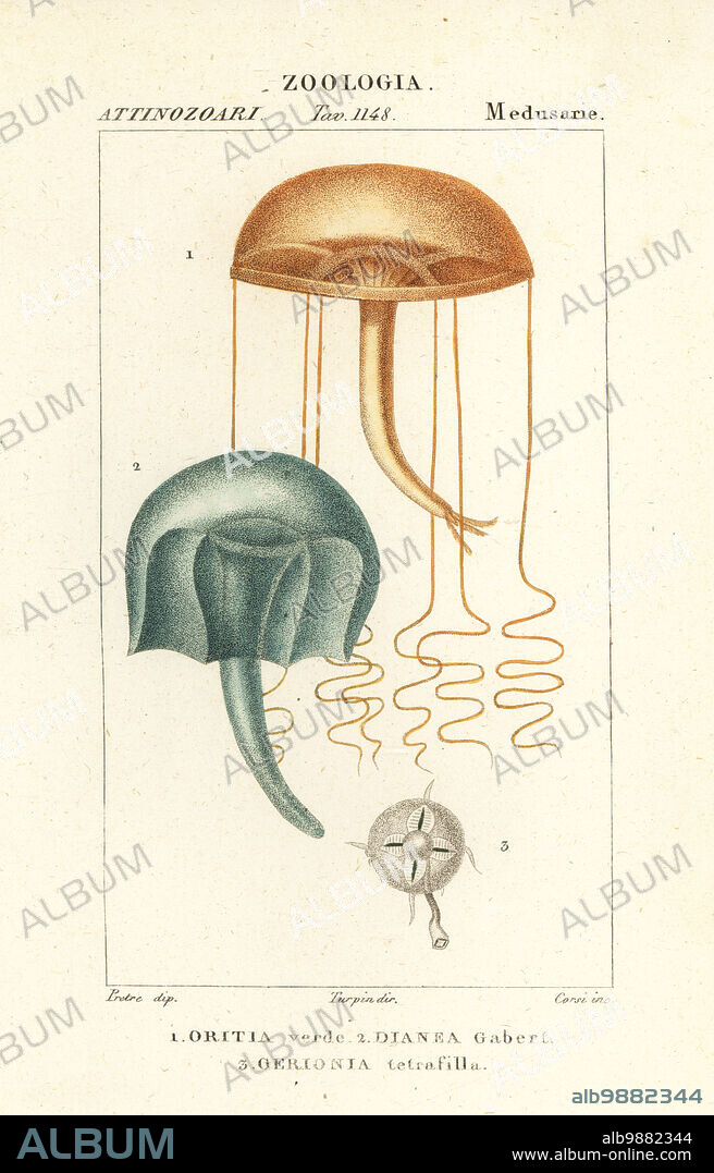 Naked-eye medusa, Orythia viridis, Oritia verde 1, and hydrozoans, Geryonia proboscidalis, Dianea gabert 2, and Liriope tetraphylla, Gerionia tetrafilla 3. Handcoloured copperplate stipple engraving from Antoine Laurent de Jussieu's Dizionario delle Scienze Naturali, Dictionary of Natural Science, Florence, Italy, 1837. Illustration engraved by Corsi, drawn by Jean Gabriel Pretre and directed by Pierre Jean-Francois Turpin, and published by Batelli e Figli. Turpin (1775-1840) is considered one of the greatest French botanical illustrators of the 19th century.