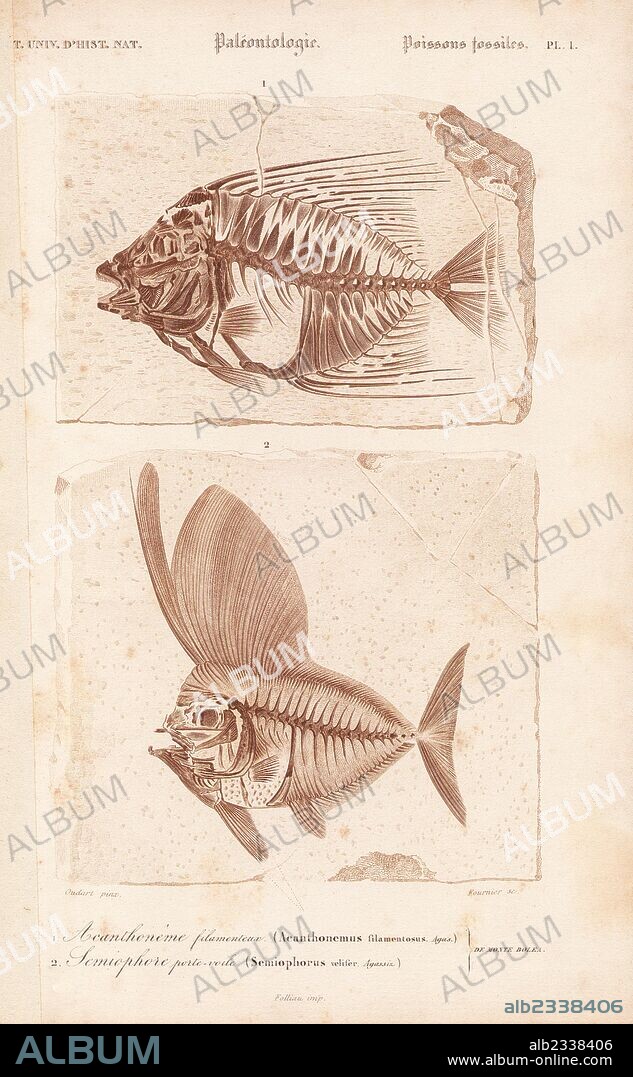 Fossil of extinct ray-finned fish, Acanthonemus filamentosus and Semiophorus velifer. Engraving by Fournier after an illustration by Oudart from Charles d'Orbigny's Dictionnaire Universel d'Histoire Naturelle (Dictionary of Natural History), Paris, 1849.