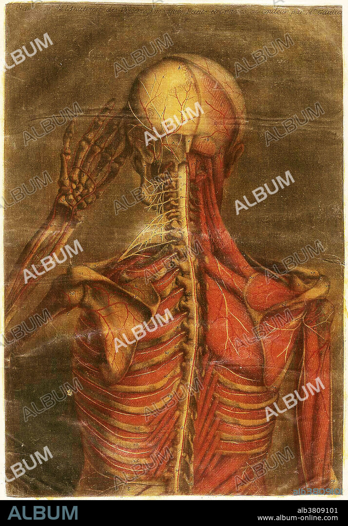 Anatomical illustration from Anatomie generale des visceres by Gautier d'Agoty. This monumental work is thought to have been printed in Paris in 1752. Gautier associated himself with surgeon Jacques-Francois-Marie Duverney (1661-1748) and together the two produced a number of large, colorful anatomical atlases, which were noted more for their style and sometimes their shocking appearance than their usefulness to physicians. After Duverney's death, Antoine Mertrud (d. 1767) also worked with the printer to create several other anatomical works. Jacques Gautier d'Agoty died in Paris in 1785.