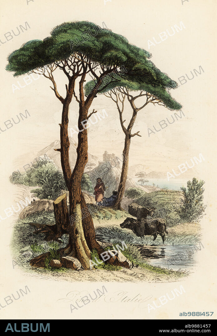 Stone pine, Pinus pinea, also known as the Italian stone pine, umbrella pine and parasol pine. Pins dItalie. Handcoloured steel engraving printed by F. Chardon from Achille Comtes Musee dHistoire Naturelle, Museum of Natural History, Gustave Hazard, Paris, 1854.