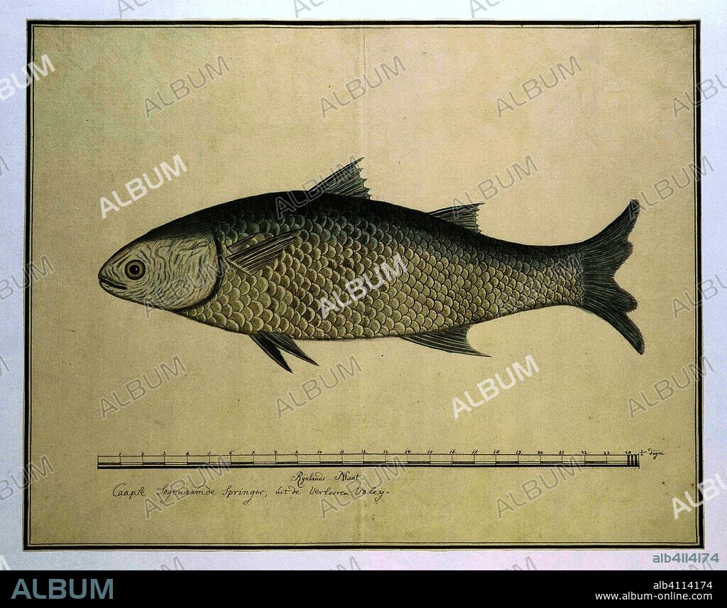 Mugil cephalus (Flathead grey mullet). Draughtsman: Robert Jacob Gordon (attributed to). Dating: Oct-1777 - Mar-1786. Measurements: h 660 mm × w 480 mm; h 409 mm × w 520 mm; h 325 mm × w 520 mm.