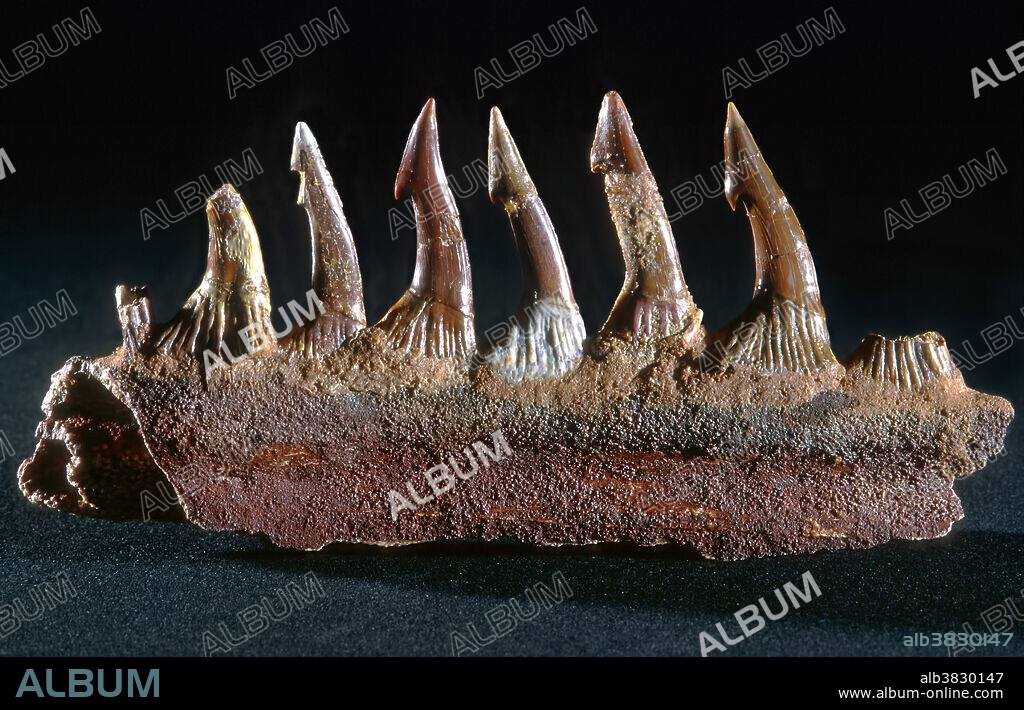 Giant Sawfish or saw shark rostrum (Jaw Bone), Onchopristis numidus, Cretaceous, Morocco.