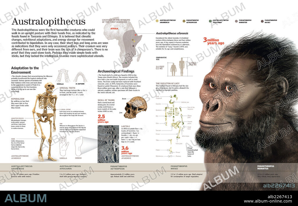 El Australopithecus. Infografía de la anatomía y distribución del Australopithecus, uno de los primeros homínidos bípedos, a partir de los restos fósiles encontrados.