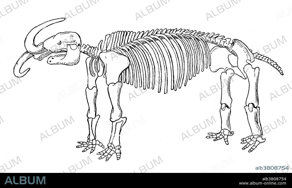 The American mastodon (Mammut americanum) is an extinct North American proboscidean that lived from about 3.7 million years ago until about 10,000 BC. It was the last surviving member of the mastodon family. This animal appeared during Cenozoic era, the most recent era of geologic time, from about 65 million years ago to the present. The Cenozoic Era is characterized by the formation of modern continents and the diversification of mammals and plants. Grasses also evolved during the Cenozoic. The climate was warm and tropical toward the beginning of the era and cooled significantly in the second half, leading to several ice ages. Humans first appeared near the end of this era.