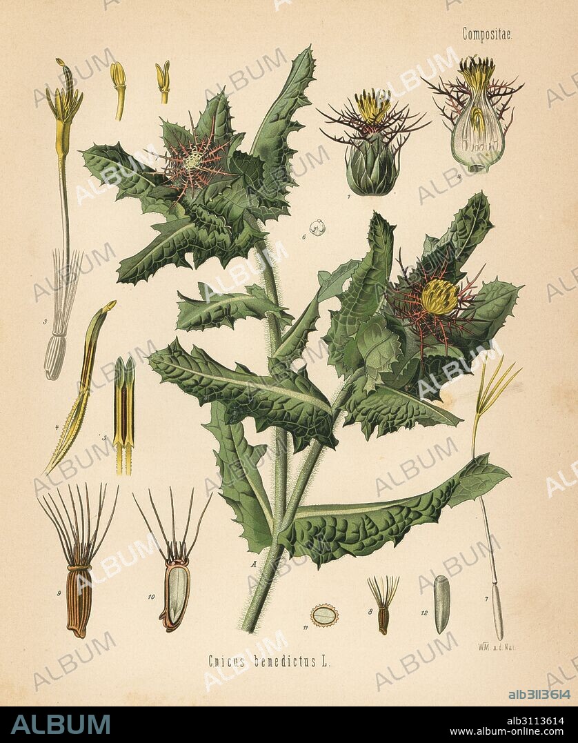 St. Benedict's thistle, Centaurea benedicta (Cnicus benedictus). Chromolithograph after a botanical illustration by Walther Muller from Hermann Adolph Koehler's Medicinal Plants, edited by Gustav Pabst, Koehler, Germany, 1887.