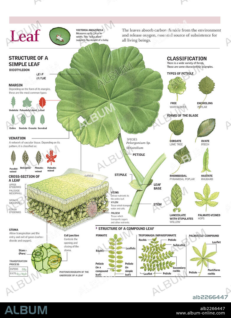 LEAF. Infographics of the parts of the leaf, classification and gas exchange with the atmosphere.