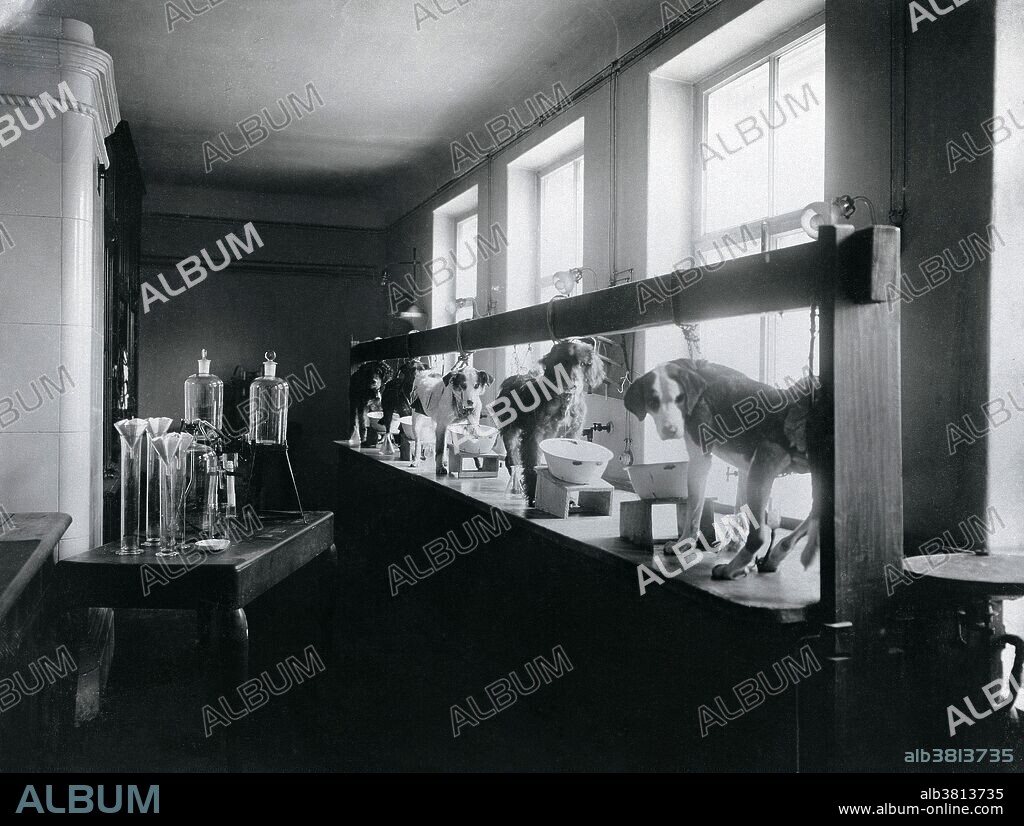 Five of Pavlov's dogs undergoing experiments on gastric secretion in the Physiology Department, Imperial Institute of Experimental Medicine, St Petersburg, 1904. Ivan Petrovich Pavlov (1849-1936) was a Russian physiologist and experimental psychologist, who received the 1904 Nobel Prize for his work on the physiology of the digestive glands. He is best remembered for his work on conditioned reflexes, in which he conditioned dogs to salivate in anticipation of food by ringing a bell each meal time. Eventually, the bell alone provoked salivation. These experiments became the foundation of behaviorist psychology.