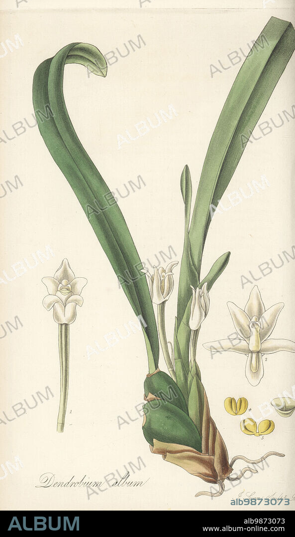 White-flowered maxillaria orchid, Maxillaria alba. Native to the Caribbean, Mexico and South America, and sent from Jamaica by coffee plantation owner James Wiles. White single-flowered dendrobium, Dendrobium album. Handcoloured copperplate engraving by Joseph Swan after a botanical illustration by William Jackson Hooker from his Exotic Flora, William Blackwood, Edinburgh, 1823-27.