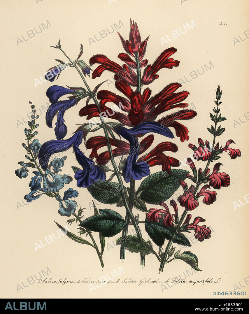 Brilliant-flowered sage, Salvia fulgens, spreading sage, Salvia patens, Mr. Graham's sage, Salvia grahami, and narrow-leaved sage, Salvia angustifolia. Handfinished chromolithograph by Henry Noel Humphreys after an illustration by Jane Loudon from Mrs. Jane Loudon's Ladies Flower Garden of Ornamental Perennials, William S. Orr, London, 1849.