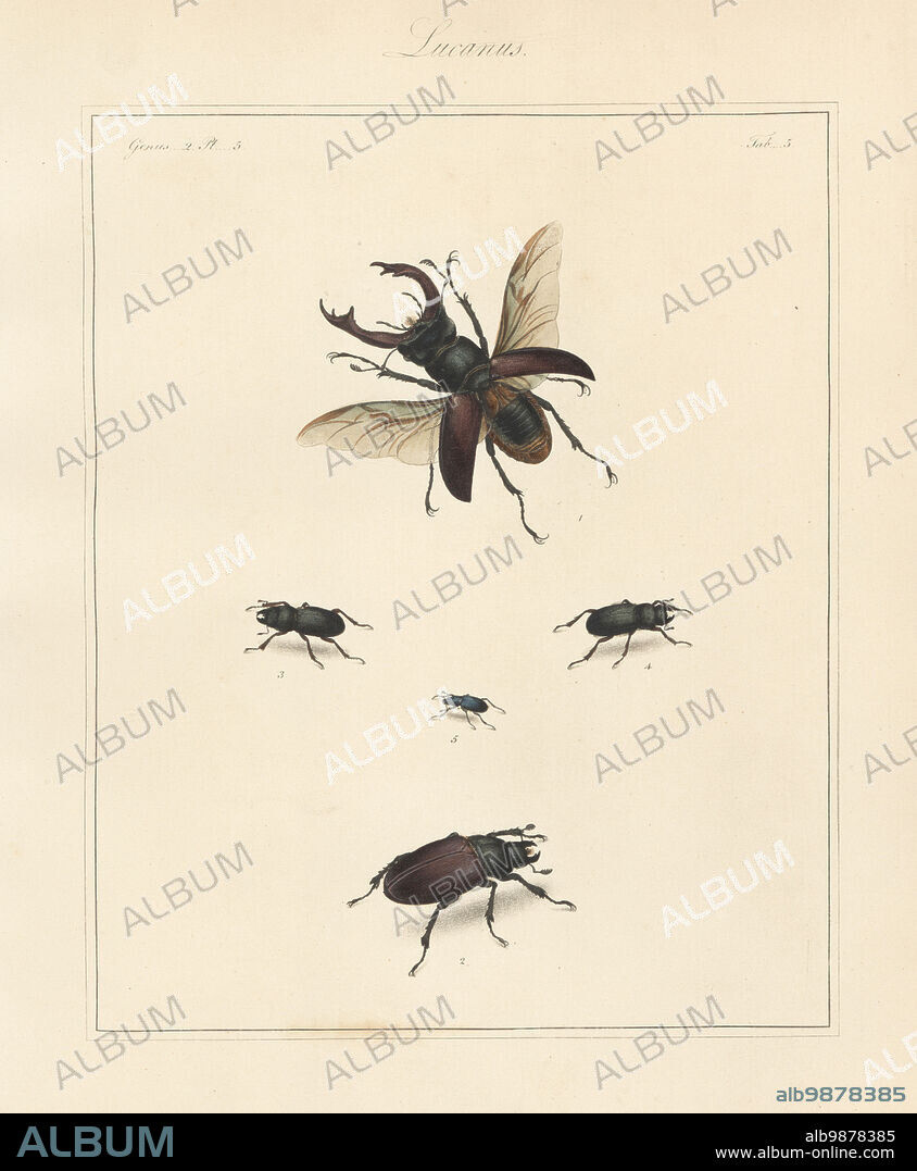 Greater stag beetle, Lucanus cervus 1,2, lesser stag beetle, Dorcus parallelipipedus 3, 4, and stag beetle, Platycerus caraboides 5. Handcoloured copperplate engraving from Thomas Martyns The English Entomologist, Exhibiting all the Coleopterous Insects found in England, Academy for Illustrating and Painting Natural History, London, 1792.
