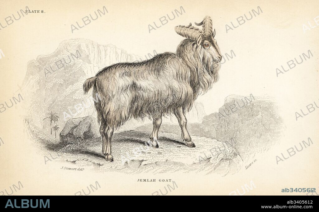 Himalayan tahr, Hemitragus jemlahicus (Jemlah goat, Capra jemlahica). Handcoloured steel engraving by Lizars after an illustration by James Stewart from William Jardine's Naturalist's Library, Edinburgh, 1836.