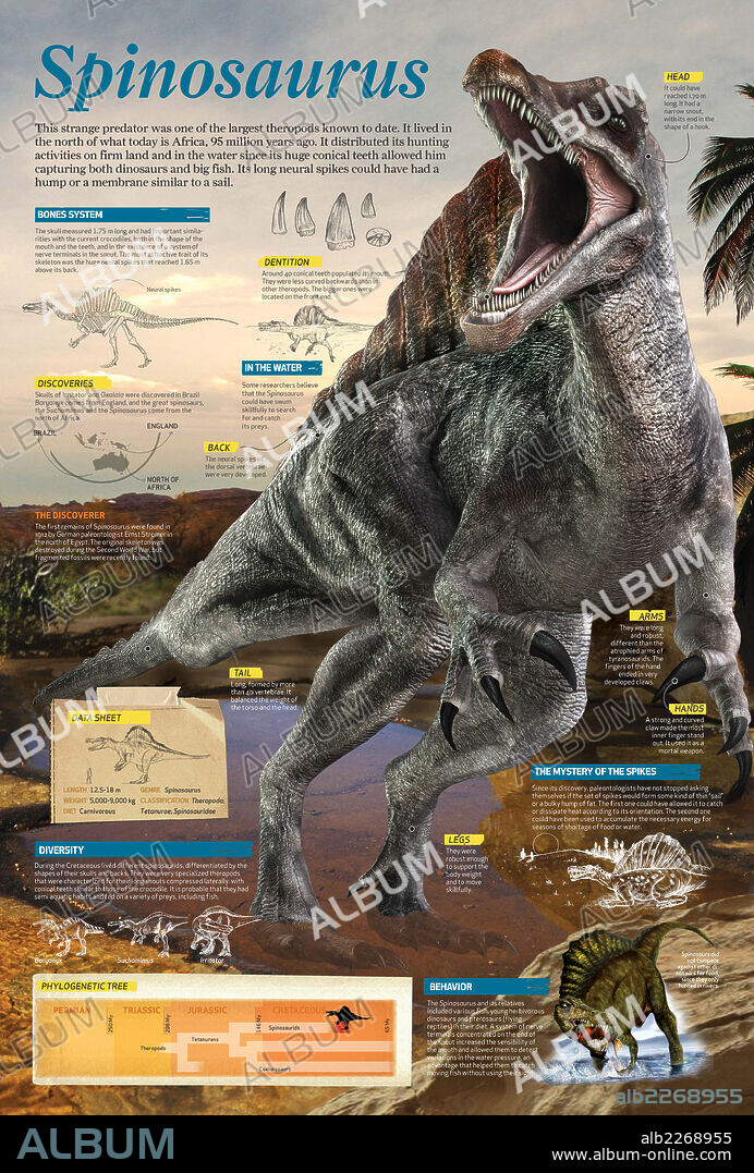 Spinosaurus. Infographic of the Spinosaurus, one of the largest known theropods. It lived during the Cretaceous period, about 95 million years ago.