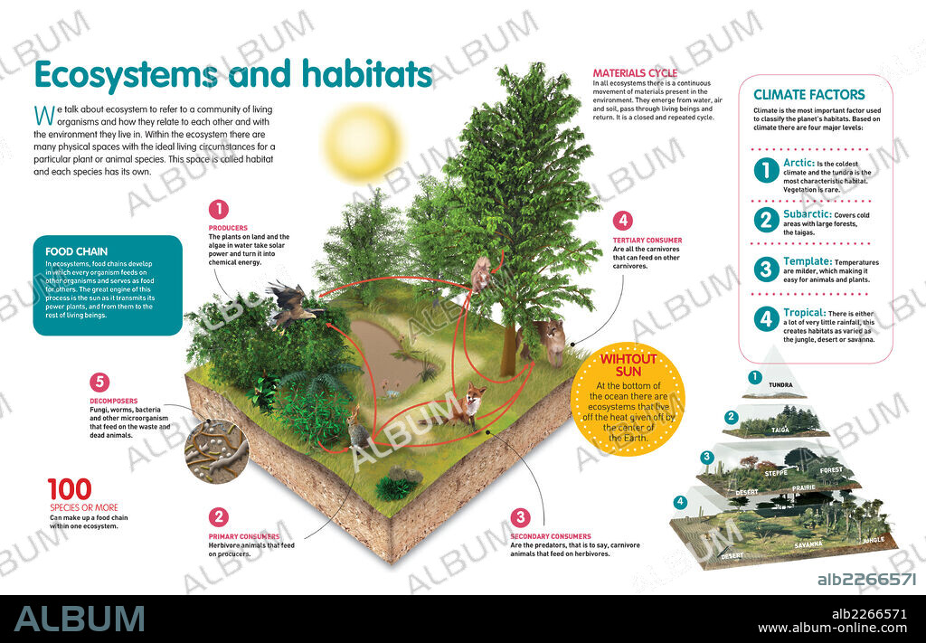 Ecosystems and habitats. Infographic about the relationships between living beings in an ecosystem, and the classification of habitats.