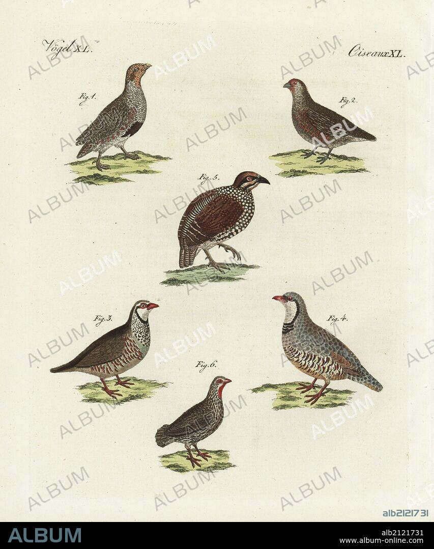 Grey partridge, Perdix perdix, male 1 and female 2, red-legged partridge, Alectoris rufa 3, rock partridge, Alectoris graeca 4, Chinese Francolin, Francolinus pintadeanus 5, and red-necked spurfowl, Pternistis afer 6. Handcoloured copperplate engraving from Bertuch's "Bilderbuch fur Kinder" (Picture Book for Children), Weimar, 1798. Friedrich Johann Bertuch (1747-1822) was a German publisher and man of arts most famous for his 12-volume encyclopedia for children illustrated with 1,200 engraved plates on natural history, science, costume, mythology, etc., published from 1790-1830.