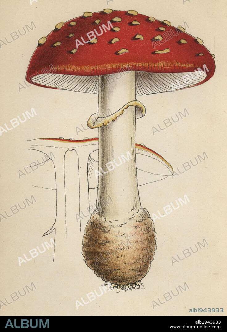 Fly agaric, Agaricus muscarius. Chromolithograph of an illustration by Mordecai Cubitt Cooke from "A Plain and Easy Account of British Fungi," Robert Hardwicke, London 1862. Cooke (1825-1914) was an English botanist and mycologist who worked at the India Museum and the Royal Botanic Garden at Kew.