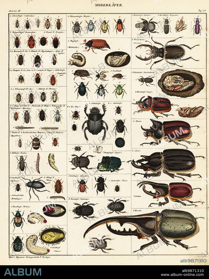 Varieties of beetles. Lethrus, Lucanus, pupa, Sinodendrum, Aloeus, Acteon, Gideon, Hercules, Geotrupes, Lathridius, Eumorphus, Cis, Mycetophagus, Scaphidium, Engis, Ips, Parnus, Helops, Diaperis, Tenebrio, Opatrum, Trichinus, Cetonia, Hoptia, Melolontha, Scarab, Handcoloured lithograph by C. Mayer from Lorenz Oken's Universal Natural History, Allgemeine Naturgeschichte fur alle Stande, Stuttgart, 1841.