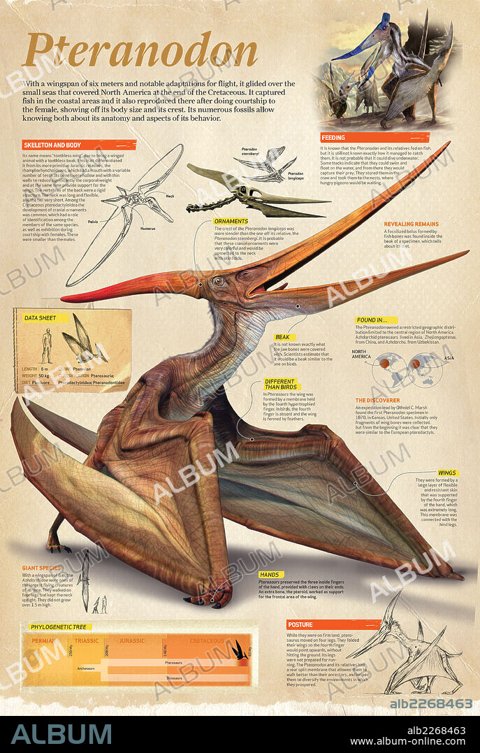 Pteranodon - Signed Fine Art Print